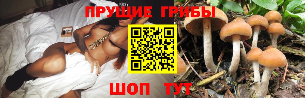 сколько стоит  Вход с VPN  Тольятти  Галлюциногенные грибы Psilocybe 